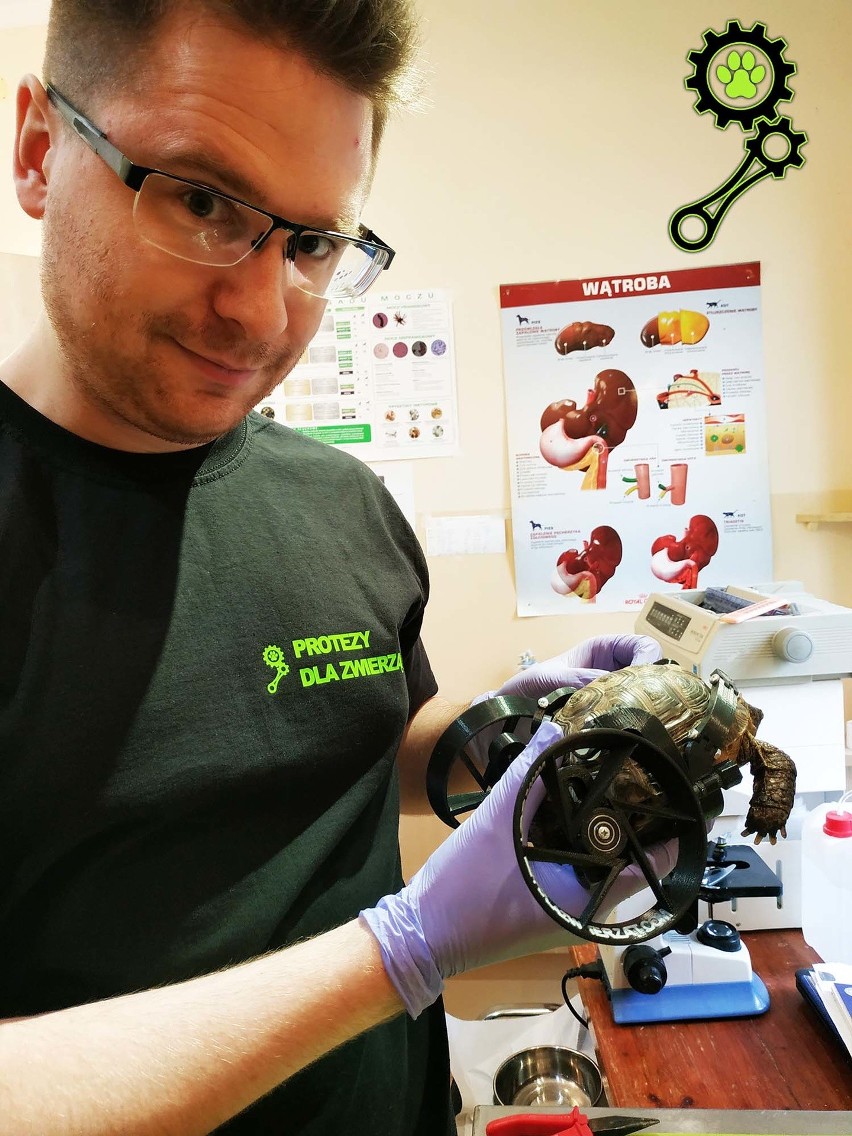 Szczecin: Stworzyli protezę dla żółwia "Kikuta", który stracił łapki [WIDEO, ZDJĘCIA]