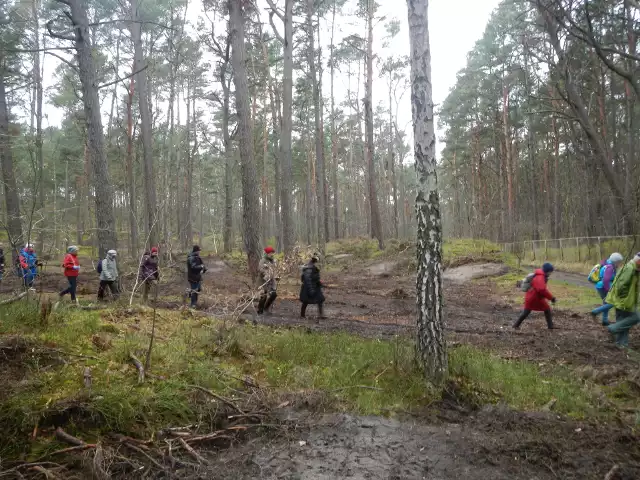 Turyści na Wyspie Sobieszewskiej.  Tereny zdewastowane przez kopaczy są rekultywowane przez leśników