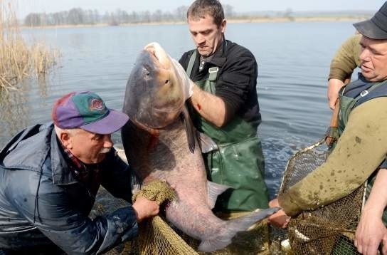 Połów na jeziorze Lubienieckim. Niektóre tołpygi ważyły ponad 30 kg! (zdjęcia)