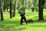 Policyjne psy ćwiczyły w parku