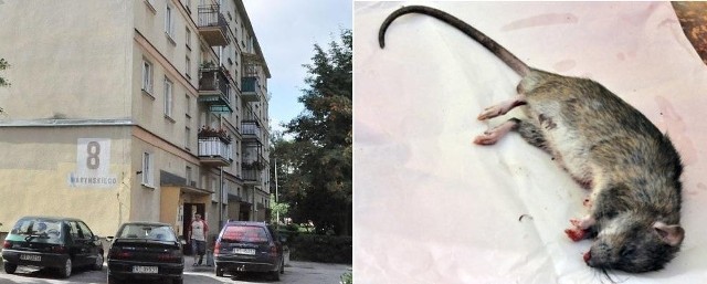 Kłopotliwy lokator pojawił się w sobotę w bloku przy ulicy Waryńskiego 8 w osiedlu Przywiśle.