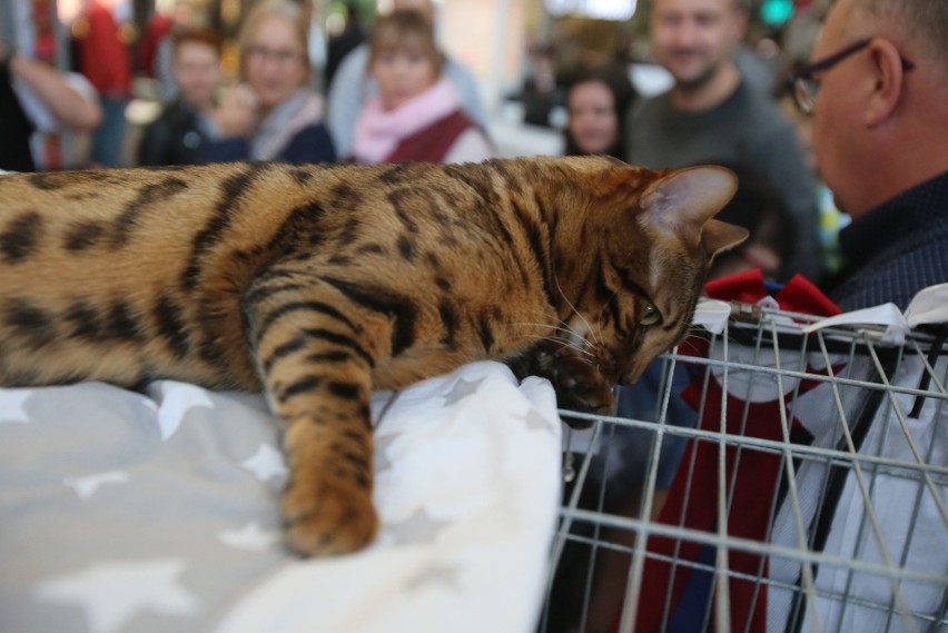 Pokaz Kotów Rasowych odbył się w Silesia City Center w...