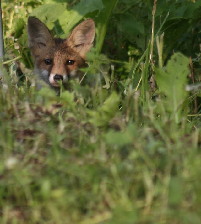 Potrafią podejść na wyciągnięcie ręki. Pod koniec lipca i w sierpniu często można je spotkać na bieszczadzkich drogach.