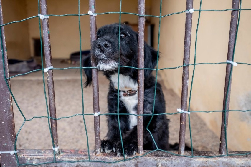 Od poniedziałku, 4 maja znów można adoptować psy i koty z...