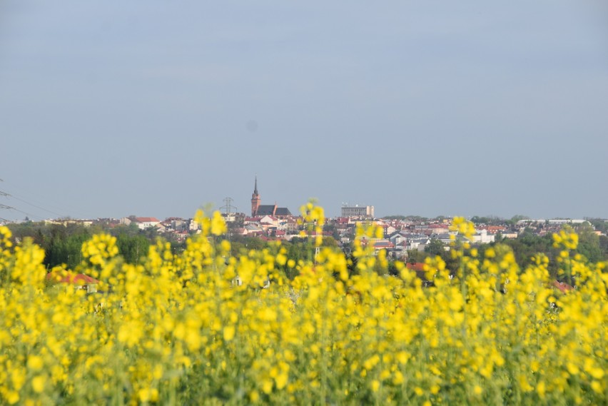 Kwitnące na żółto rzepakowe pola pod Górą św. Marcina w...