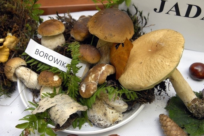 Kilkadziesiąt róznych gatunków grzybów - jadalnych i...