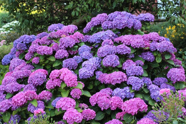 Hortensje to wspaniała ozdoba ogrodu. Do wyboru mamy różne gatunki oraz kolory kwiatów tych krzewów.