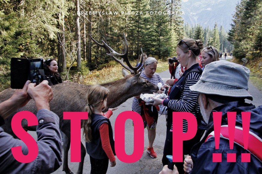 Tatry: Nie pomagają apele i prośby. Turyści dalej karmią jelenia z Morskiego Oka. Zimą czeka go śmierć?