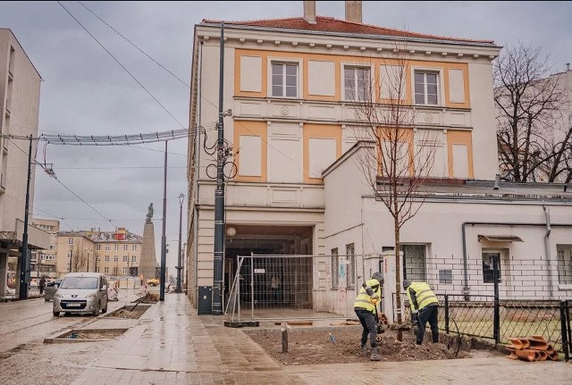 Sadzi się 141 nowych drzew przy ul. Legionów, m.in. grabów, klonów, lip i świdośliw.