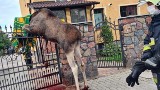 Ekolodzy obwiniają drogowców za śmierć łosia w Skarżysku-Kamiennej. Wytykają błędy na obwodnicy Skarżyska [ZDJĘCIA]