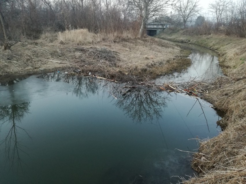 Tama zbudowana przez bobry znajduje się na Czerniejówce w...