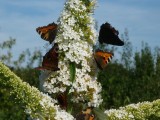 Motyle w ogrodzie - polecamy kwiaty przyciągające motyle