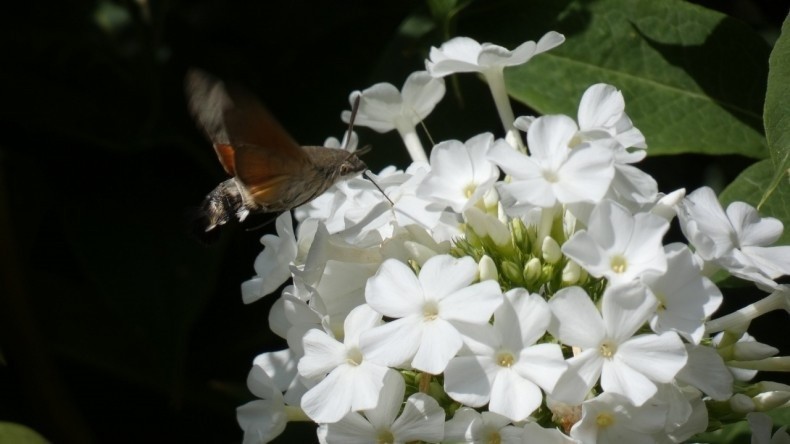 Fruczak gołąbek to motyl z rodziny zawisakowatych. Kiedy...