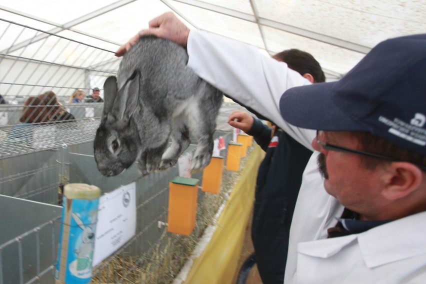 Wystawa królików, prezentacja winnic i jeszcze więcej atrakcji na XV Jesiennej Giełdzie Ogrodniczej w Boguchwale