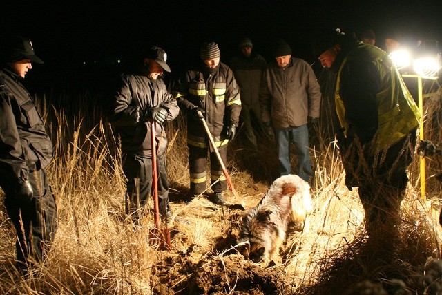 Ludzkich zwłok w Gorzycach poszukiwano przez kilka dni. Ściągnięto z Lublina specjalnego psa do wyszukiwania złok.