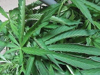 Marihuana w Tychach: domowa plantacja ponad 30 krzewów zlikwidowana