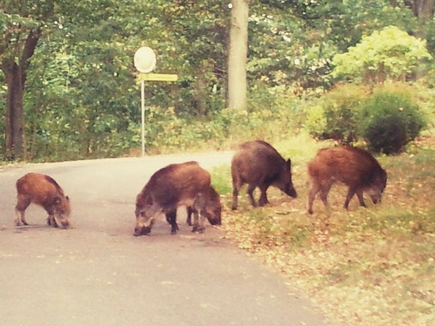 Po osiedlu domów jednorodzinnych w podgorzowskiej Kłodawie...