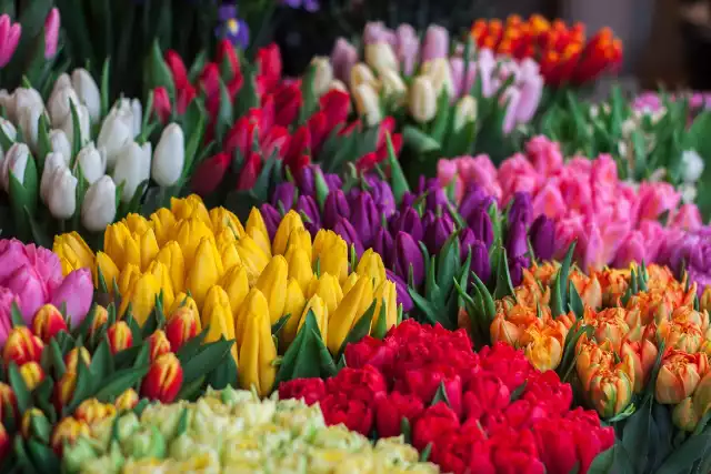 Kolory kwiatów mają znaczenie. Warto wiedzieć jaki kolor podarować bliskiej osobie, aby wyrazić swoje uczucia. Wyjaśniamy, co oznaczają poszczególne kolory kwiatów.