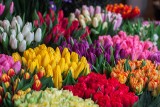 Znaczenie kolorów kwiatów, czyli jakie barwy symbolizują miłość, nienawiść, a jakie zazdrość?