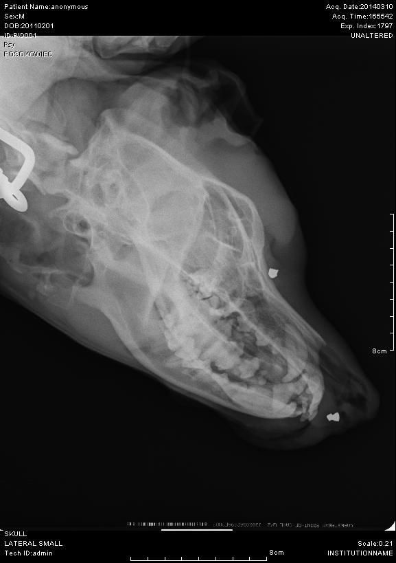 Na zdjęciu RTG widać, w którym miejscu w głowie psa utkwił śrut z wiatrówki.
