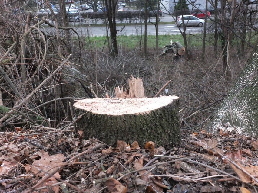 Wielka wycinka drzew obok stacji Opole Wschodnie. Nie poznacie tego miejsca [zdjęcia, wideo]