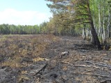 Izbica. Strażacy gaszą, a piroman celowo podpala las 