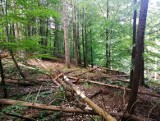 W Lasach Oliwskich można natknąć się na ślady samowolnego rąbania drzew. "W zależności od skali, stanowi to wykroczenie lub przestępstwo" 