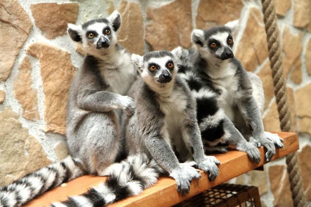 W toruńskim zoo większość gatunków zwierząt należy do...