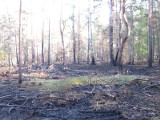 W gminie Odrzywół lasy idą z dymem. Czy grasuje tam podpalacz?