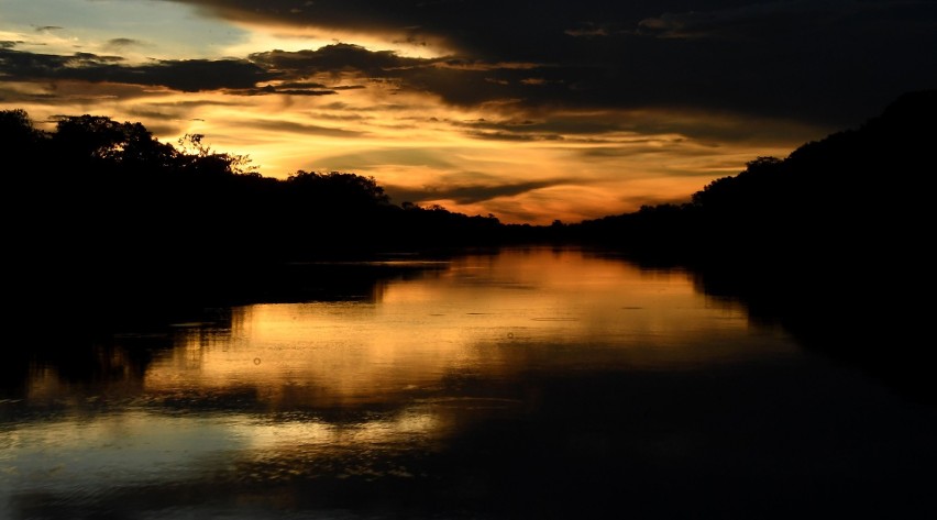Rezerwat Mamiraua w stanie Amazonas w Brazylii