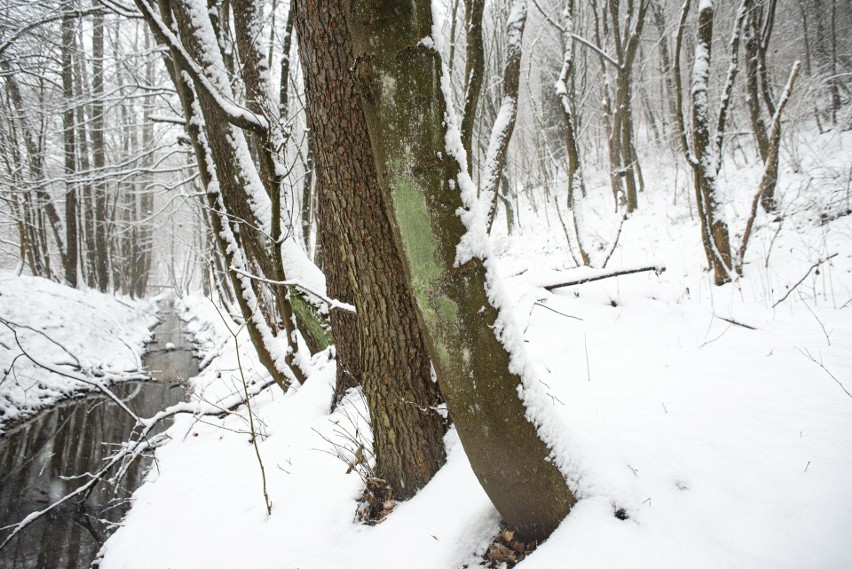 Zimowa Dolina Będkowska. Bajkowa sceneria na Jurze Krakowsko-Częstochowskiej [ZDJĘCIA]