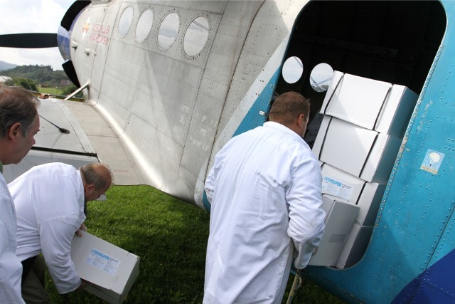 Akcja szczepienia lisów jest prowadzona przy użyciu samolotów