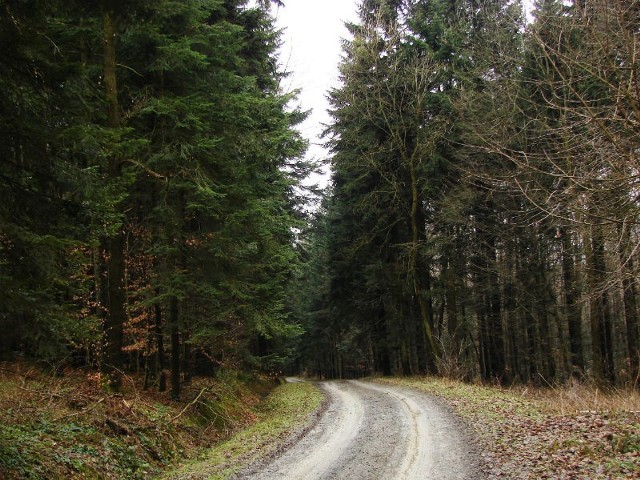 Droga przez las, którą spacerował Przybyszewski z rodziną, będąc na wakacjach w leśniczówce u Kazimierza Bielańskiego.