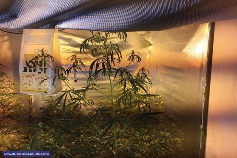 Plantator marihuany w rękach policjantów z CBŚP