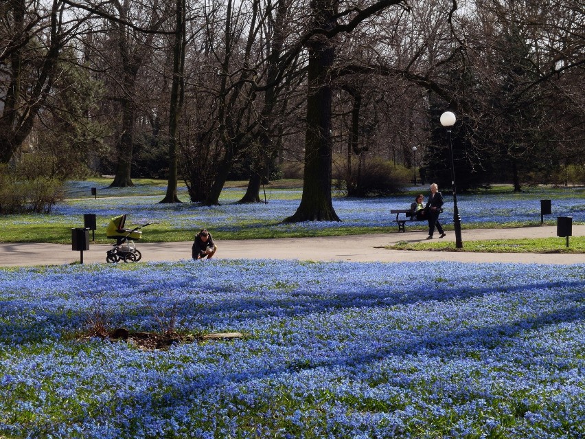 W kwietniu Park Klepacza w Łodzi robi się niebieski. Tak...