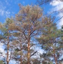 Larwy borecznika sosnowca wyrządzają szkody w lasach Nadleśnictwa Ostrołęka. Żerują na sosnach
