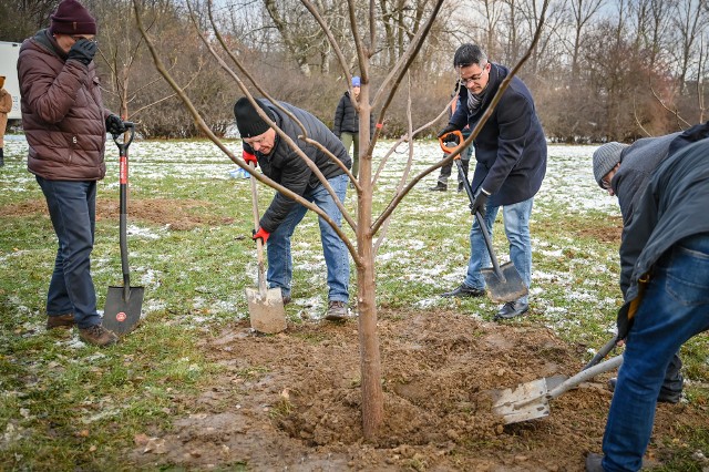 Na terenie parku Lisiniec w Częstochowie posadzono drzewa tlenowe tworząc w ten sposób gabinet relaksu i zdrowia pod chmurką