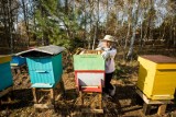 Rusza nabór na wsparcie dla małych pszczelarzy z Kujaw i Pomorza. Można dostać pięć uli z rodzinami 