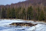 Drzewo przygniotło mężczyznę w gminie Tczów podczas ścinania drzewa/ Mężczyzna nie żyje