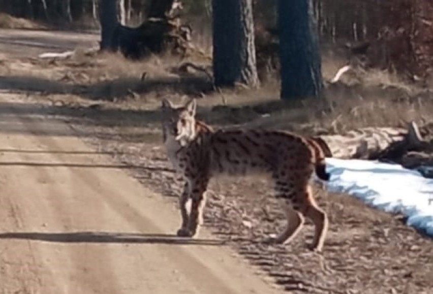 W kaszubskich lasach można spotkać rysia. Leśnicy natknęli się na niego niedaleko Lipusza [ZDJĘCIA]