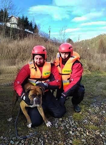 Pies uwięziony na żwirowej wyspie na Popradzie w Piwnicznej-Zdroju. W akcji strażacy i GOPR