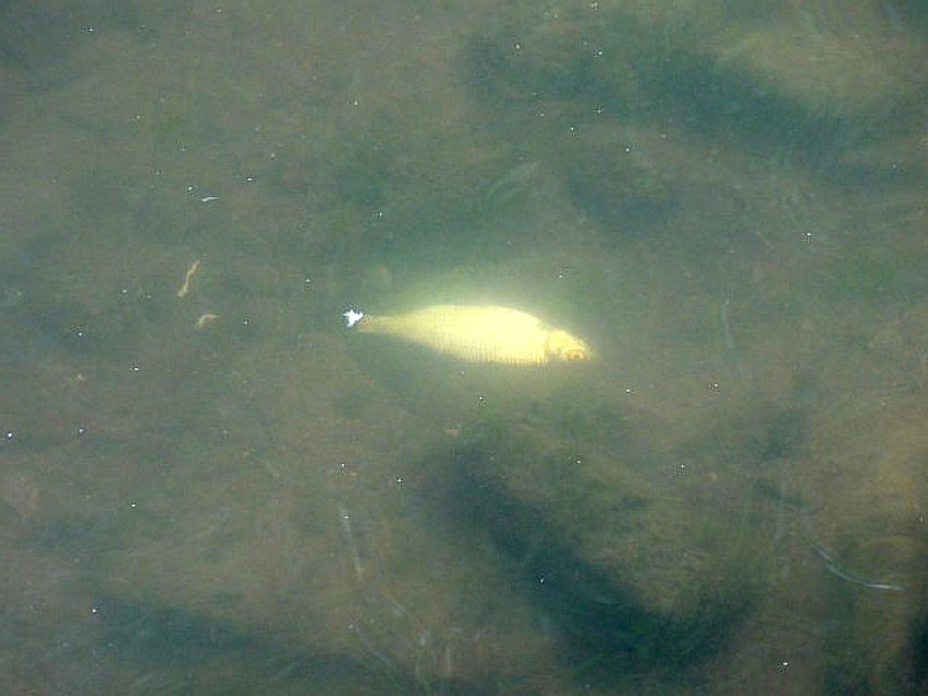 Śnięte ryby w rzece Moszczenicy. Zanieczyszczona woda? [ZDJĘCIA]