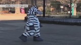 Pracownik zoo przebrał się za zebrę i uciekał. To był trening [WIDEO]
