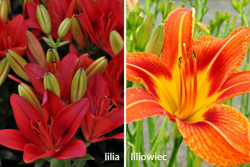 Obie rośliny mają podobny i wygląd, i nazwy. Obie też są...
