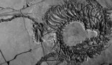 Skamieliny sprzed 240 mln lat odkryte. Naukowcy odkryli nowy gatunek dinozaura?
