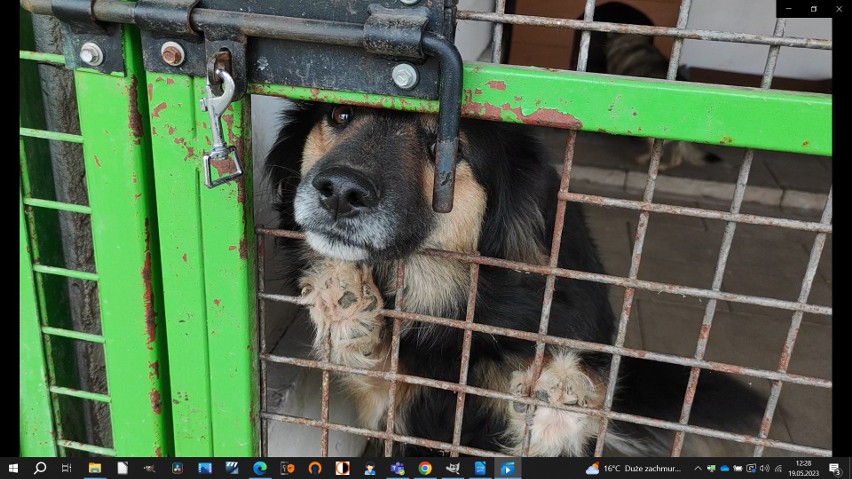 Coraz więcej porzuconych psów w gminie Chojnice. Adoptuj psa a dostaniesz... becikowe - proponują urzędnicy