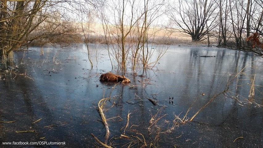 Strażacy ochotnicy z Lutomierska uratowali sarnę, która...