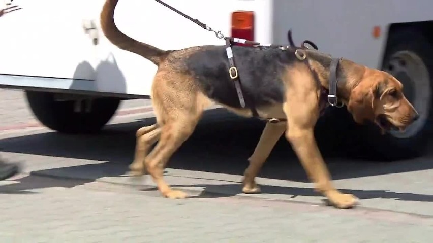 W sobotę, 20 lipca, policjanci ogłosili zakończenie...