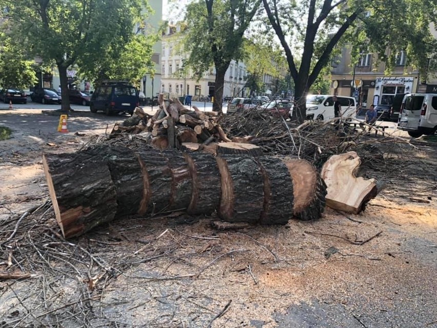 Kraków. Wycinają wierzbę z placu Wolnica. Cieszyła oczy i dawała cień [ZDJĘCIA]