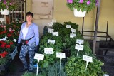  Kwiaty balkonowe i rozsady warzyw królują na chełmskim bazarze.  Jest w czym wybierać.  Zobacz zdjęcia